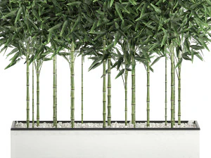 bamboo bush for the interior in a white flowerpot 580 3D Model