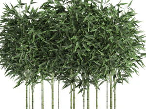 bamboo bush for the interior in a white flowerpot 580 3D Model