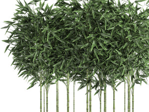 bamboo bush for the interior in a white flowerpot 580 3D 모델