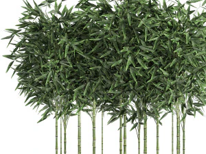 bamboo bush for the interior in a white flowerpot 580 3D Model