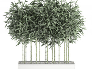 bamboo bush for the interior in a white flowerpot 580 3D 모델