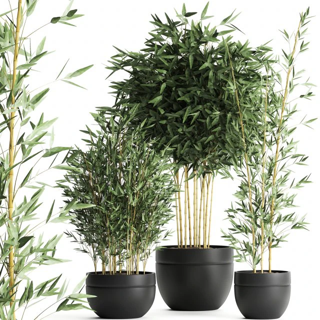 bamboo bush for the interior in a black flowerpot 582 3D Model .c4d .max .obj .3ds .fbx .stl .blend 