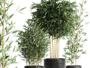 bamboo bush for the interior in a black flowerpot 582 3D Model