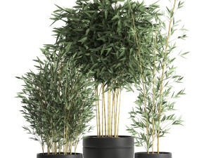 bamboo bush for the interior in a black flowerpot 582 3D Model