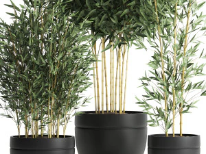 bamboo bush for the interior in a black flowerpot 582 3D Model