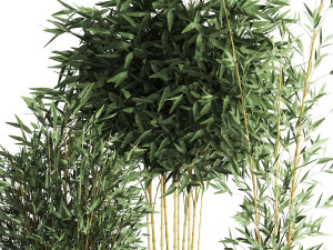 bamboo bush for the interior in a black flowerpot 582 3D Model