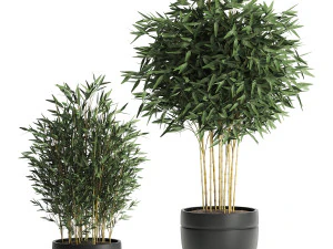 bamboo bush for the interior in a black flowerpot 582 3D Model