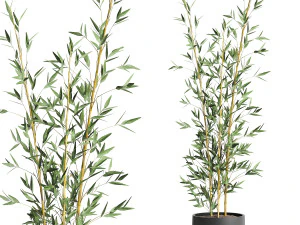 bamboo bush for the interior in a black flowerpot 582 3D Model