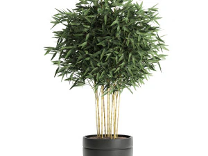bamboo bush for the interior in a black flowerpot 582 3D Model