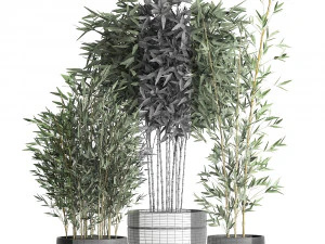 bamboo bush for the interior in a black flowerpot 582 3D Model