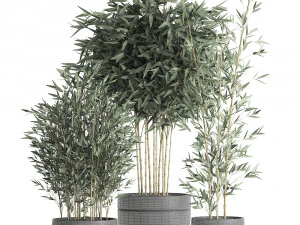 bamboo bush for the interior in a black flowerpot 582 3D Model