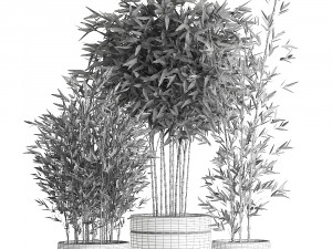 bamboo bush for the interior in a black flowerpot 582 3D Model
