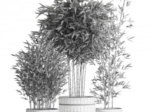 bamboo bush for the interior in a black flowerpot 582 3D Model