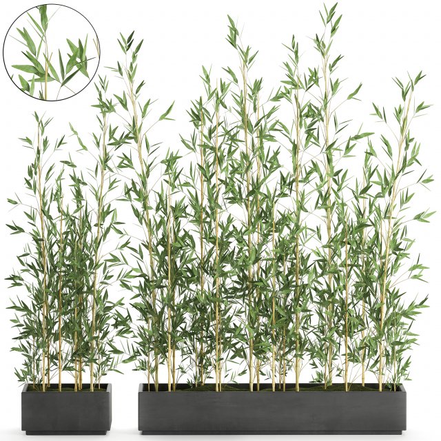 bamboo bush for the interior in a black flowerpot 583 Modelo 3D .c4d .max .obj .3ds .fbx .stl .blend 