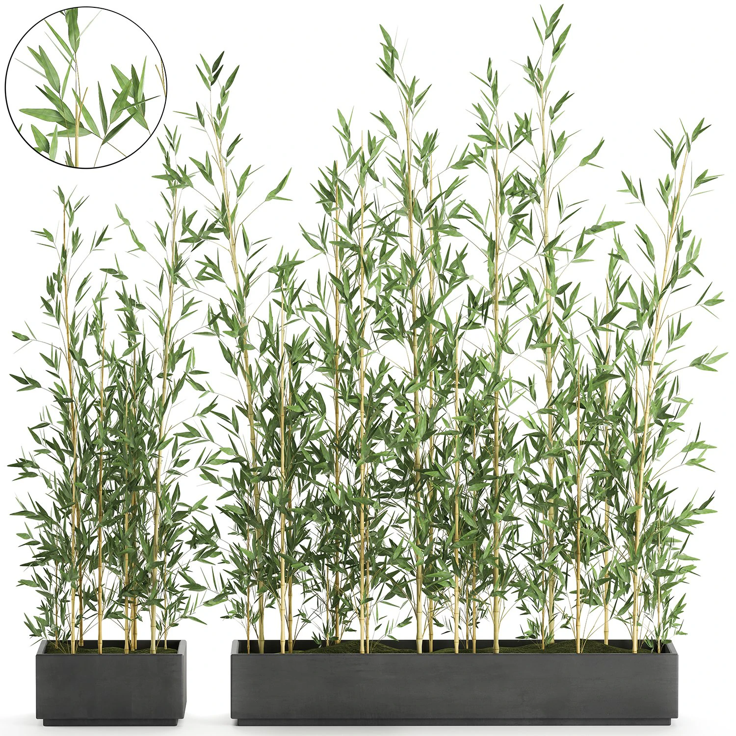 bamboo bush for the interior in a black flowerpot 583 3D Model .c4d .max .obj .3ds .fbx .stl .blend