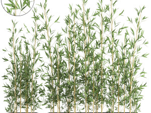 bamboo bush for the interior in a black flowerpot 583 Modelo 3D