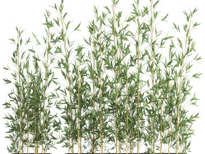 bamboo bush for the interior in a black flowerpot 583 3D Model