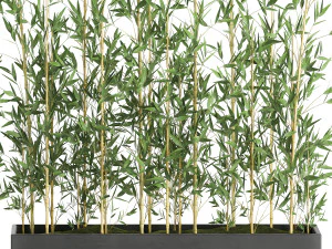 bamboo bush for the interior in a black flowerpot 583 3D Model