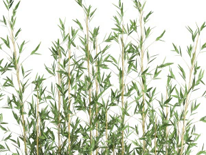 bamboo bush for the interior in a black flowerpot 583 3D Model