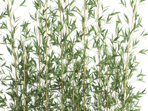 bamboo bush for the interior in a black flowerpot 583 3D Model