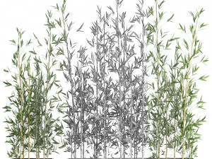 bamboo bush for the interior in a black flowerpot 583 3D Model