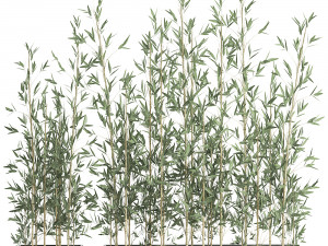bamboo bush for the interior in a black flowerpot 583 Modelo 3D
