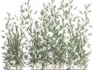 bamboo bush for the interior in a black flowerpot 583 3D Model