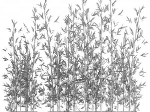 bamboo bush for the interior in a black flowerpot 583 3D Model