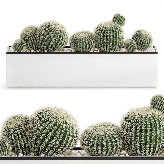 decorative cactus in white pot for the interior 584 3D 模型 .c4d .max .obj .3ds .fbx .stl .blend