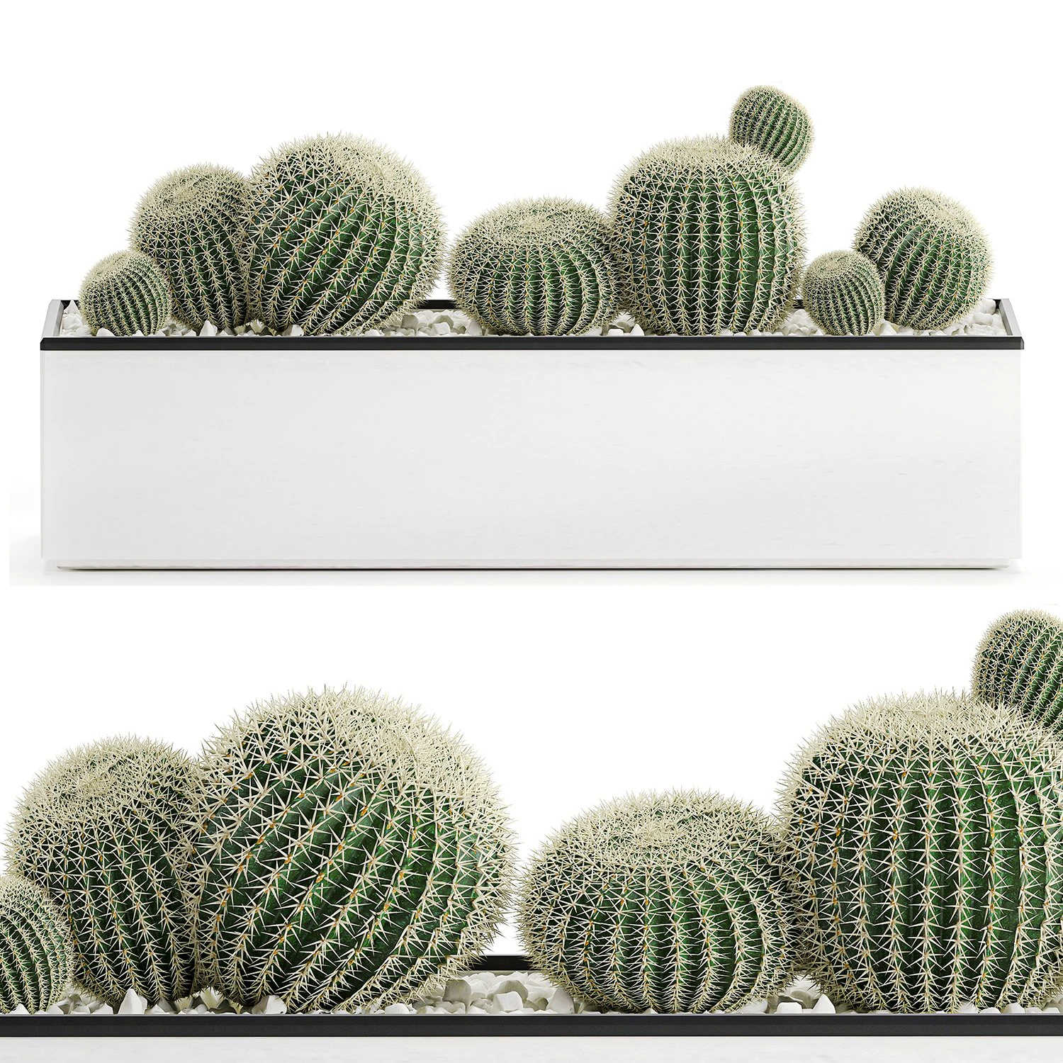decorative cactus in white pot for the interior 584 3D Model .c4d .max .obj .3ds .fbx .stl .blend 