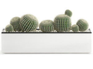 decorative cactus in white pot for the interior 584 3D 模型