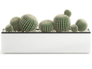 decorative cactus in white pot for the interior 584 3D Model