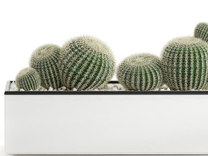decorative cactus in white pot for the interior 584 3D 模型