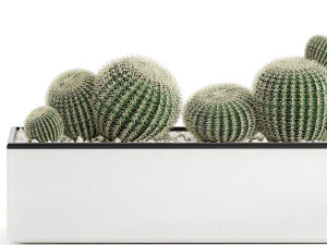 decorative cactus in white pot for the interior 584 3D Model