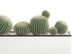 decorative cactus in white pot for the interior 584 3D 模型