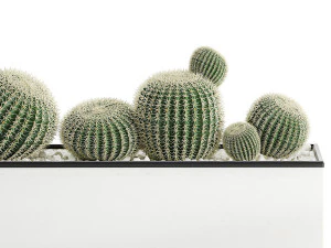 decorative cactus in white pot for the interior 584 3D Model