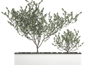 decorative plants for the interior in a white flowerpot 585 Model 3D