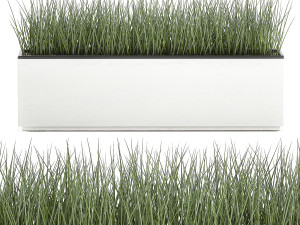 decorative plants for the interior in a white flowerpot 585 Model 3D
