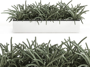 decorative plants for the interior in a white flowerpot 585 Model 3D
