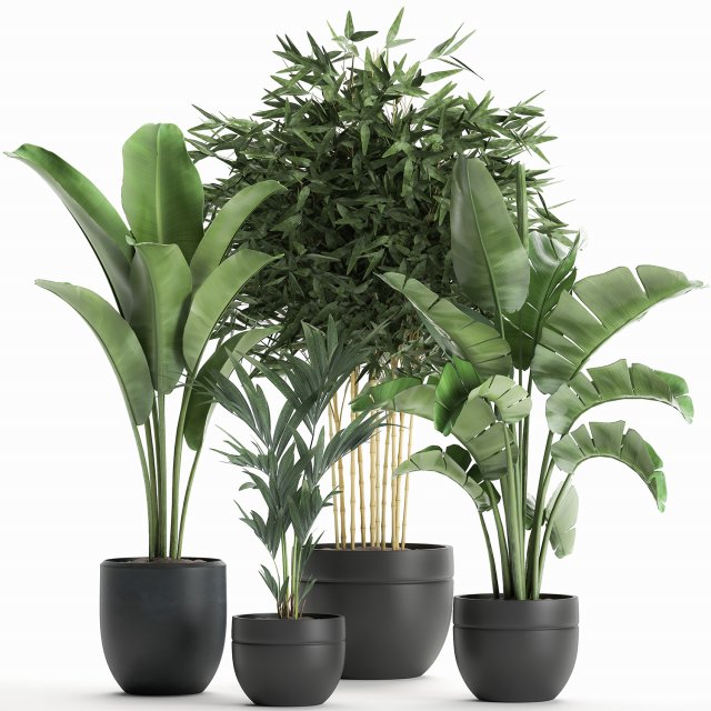 decorative plants for the interior in a black flowerpot 586 3D 모델 .c4d .max .obj .3ds .fbx .stl .blend 
