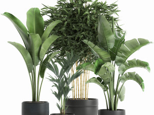 decorative plants for the interior in a black flowerpot 586 3D Модель