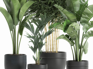 decorative plants for the interior in a black flowerpot 586 3D 모델