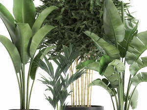 decorative plants for the interior in a black flowerpot 586 3D 모델