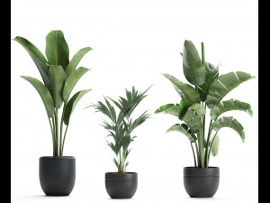 decorative plants for the interior in a black flowerpot 586 3D 모델
