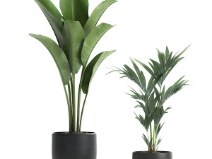 decorative plants for the interior in a black flowerpot 586 3D 모델