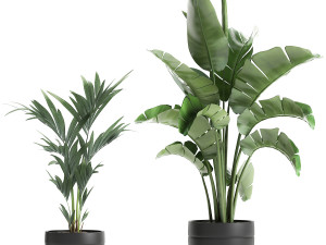 decorative plants for the interior in a black flowerpot 586 3D 모델