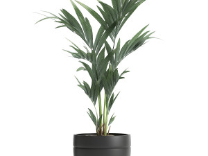 decorative plants for the interior in a black flowerpot 586 3D 모델