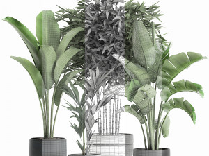 decorative plants for the interior in a black flowerpot 586 3D 모델