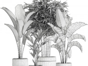decorative plants for the interior in a black flowerpot 586 3D 모델