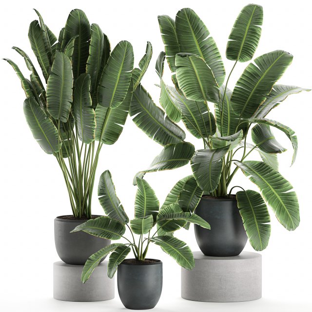 decorative banana palms in flower pots for the interior 587 3D Модель .c4d .max .obj .3ds .fbx .stl .blend 